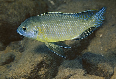 Mylochromis subocularis 'Chesese'
